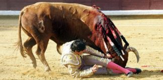 Momento del percance de Perera en Burgos. (FOTO: Tauroburgos.com/Burladero.com)